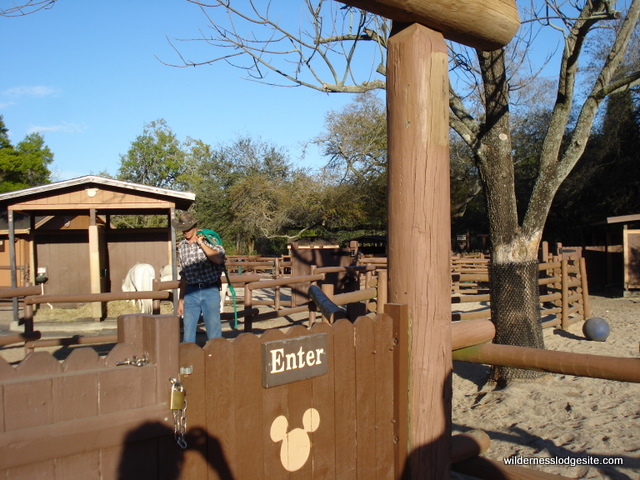 Pony Rides